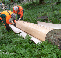 fileadmin/roha/images_galerie/Landwirtschaft/Forst-Holzknecht/HOLZKNE-0004-2018-1415-01-D-roha-Holzknecht-Teisenberg-Baum-Fichte-Schimpern-entrinden.png