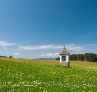 fileadmin/roha/images_galerie/orte_landschaft/Surberg_-_Lauter/KKKM-SURB-0006-D-roha-Bildstock-Surberg-Lauter-Blumenwiese-Hochfelln.png