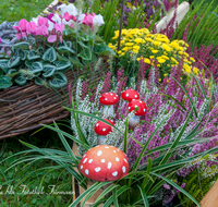 fileadmin/roha/images_galerie/Baum-natur-garten/Haus-Blumenschmuck-Deko/LANDA-BLUMENSCHM-DEKO-0003-01-D-roha-Landart-Blumenschmuck-Deko-Alpenveilchen-Cyclamen-Heidekraut-Erica.png