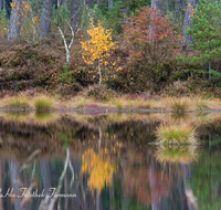 fileadmin/roha/images_galerie/orte_landschaft/Petting/Schoenramer-Moor/PE-SCHOENR-MOOR-0020-02-D-roha-Petting-Schoenramer-Moor-Herbst-Wasser-Moos.png