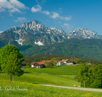 fileadmin/roha/images_galerie/orte_landschaft/Piding/PID-SECHSH-0001-D-roha-Piding-Sechshoegl-Hochstaufen-Zwiesel-Fruehling-Blumenwiese.png