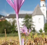 fileadmin/roha/images_galerie/Hintergrund-Download/1920x1080_-_Handy/AN-HOE-0085-01-7-01-D-roha-Anger-Hoeglwoerth-Biotop-Colchicum-autumnale.png