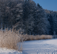 fileadmin/roha/images_galerie/orte_landschaft/Anger/Hoeglwoerth/AN-HOE-WIN-0088-02-D-roha-Anger-Hoeglwoerth-See-Winter-Schilf-Schnee-Eis.png