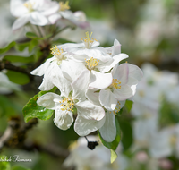 fileadmin/roha/images_galerie/Baum-natur-garten/Baeume/BAUM-APF-BLUE-0001-09-D-roha-Baum-Apfelbaum-Bluete-Knospe-Apfel-Obst-Obstbaum.png