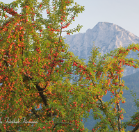 fileadmin/roha/images_galerie/Baum-natur-garten/Baeume/BAUM-OBST-0003-D-roha-Baum-Obst-Frucht-Hochstaufen-Anger.png