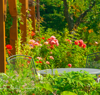 fileadmin/roha/images_galerie/Baum-natur-garten/Haus-Blumenschmuck-Deko/LANDA-GART-TISCH-0010-D-roha-Landart-Garten-Tisch-Gartenstuhl-Strauchrose-Rose.png