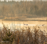 fileadmin/roha/images_galerie/stimmung-Sonne/SO-AU-AIN-MOOR-SEE-0003-D-roha-Sonnenaufgang-Ainring-Moor-See-Schwan.png