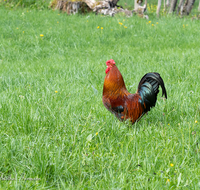 fileadmin/roha/images_galerie/Tiere/TIE-VOEG-HUHN-0034-D-roha-Tiere-Huhn-Gockel-Vogel.png