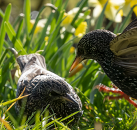 fileadmin/roha/random/galerie/TIE-VOEG-STAR-0011-01-D-roha-Tiere-Vogel-Star-Sturnus-vulgaris.png