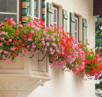 fileadmin/roha/images_galerie/orte_landschaft/Berchtesgaden/Markt-Berchtesgaden/BGD-MARKT-0013-D-roha-Berchtesgaden-Markt-Fassade-Blumenschmuck-Geranien.png