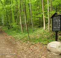 fileadmin/roha/images_galerie/kirche_religion/Ainring-Kreuzweg/KKKM-AINR-KR-06-0031-1-D-roha-Kreuzweg-Ainring-Ulrichshoegl-Wald-Weg.png