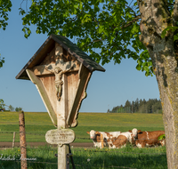 fileadmin/roha/images_galerie/kirche_religion/Weildorf/KKKM-WEIL-0013-D-roha-Wegkreuz-Teisendorf-Weildorf-Kuh.png