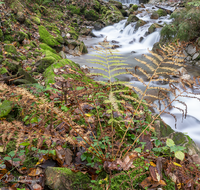 fileadmin/roha/images_galerie/wasser/WAS-WILDB-STOISS-0026-D-roha-Wasser-Wildbach-Stoisser-Ache-Anger-Herbst.png