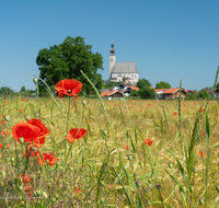 fileadmin/roha/images_galerie/Landwirtschaft/AN-0020-MOHN-03-D-roha-Anger-Kirche-Mohn.png