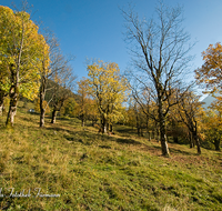 fileadmin/roha/images_galerie/orte_landschaft/Berchtesgaden/Ramsau/BGD-RA-LAN-0027-D-roha-Berchtesgaden-Ramsau-Alm-Herbst-Landwirtschaft.png