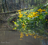 fileadmin/roha/images_galerie/Baum-natur-garten/Natur-Wildblumen-Landschaft/BL-SUMPF-HOEG-0004-D-roha-Blumen-Sumpfdotterblume-Caltha-palustris-Hoeglwoerth.png