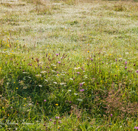 fileadmin/roha/images_galerie/Baum-natur-garten/Natur-Wildblumen-Landschaft/BL-WIESE-RUH-0002-D-roha-Blumenwiese-Tau-Stimmung-Morgen-Ruhpolding-Loedensee.png