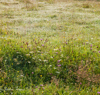 fileadmin/roha/images_galerie/Baum-natur-garten/Natur-Wildblumen-Landschaft/BL-WIESE-RUH-0002-D-roha-Blumenwiese-Tau-Stimmung-Morgen-Ruhpolding-Loedensee.png