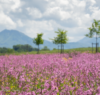 fileadmin/roha/images_galerie/Baum-natur-garten/Natur-Wildblumen-Landschaft/BL-WIESE-TEIS-PAT-0006-D-roha-Blumenwiese-Patting-Teisendorf.png