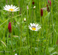 fileadmin/roha/images_galerie/Baum-natur-garten/Natur-Wildblumen-Landschaft/BL-WIESE-UF-0004-02-D-roha-Blumenwiese-Blutklee-Margerite-Biene.png