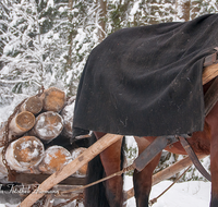 fileadmin/roha/images_galerie/Landwirtschaft/Forst-Holzknecht/HOLZKNE-HAM-PFERD-0010-D-roha-Holzknecht-Pferd-Schlitten-Winter-Siegsdorf-Hammer-Winterzug.png