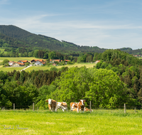 fileadmin/roha/images_galerie/Tiere/Kuh-Schaf-Pferd-Ziege/LANDS-TEISB-GRA-0001-D-roha-Landschaft-Teisenberg-Grafenberg-Kuh.png