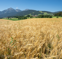 fileadmin/roha/images_galerie/Landwirtschaft/LANDW-FELD-GETR-ANG-0001-D-roha-Landwirtschaft-Getreide-Anger.png