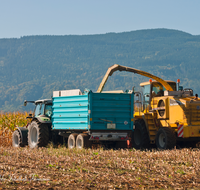 fileadmin/roha/images_galerie/Landwirtschaft/LANDW-MASCH-MAIS-0036-D-roha-Landwirtschaft-Mais-haeckseln-Ernte-Teisenberg.png