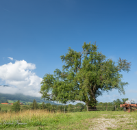 fileadmin/roha/images_galerie/Baum-natur-garten/Baeume/BAUM-BIRN-0026-02-D-roha-Baum-Birnbaum-Teisendorf.png