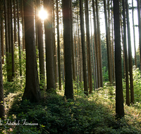 fileadmin/roha/images_galerie/Baum-natur-garten/Baeume/BAUM-WALD-0004-D-roha-Baum-Wald-Fichte-Buche-Ainring.png