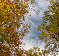 fileadmin/roha/images_galerie/Baum-natur-garten/Baeume/BAUM-WALD-HERB-0006-03-D-roha-Baum-Wald-Herbst-Gipfel-Buche-Eiche.png