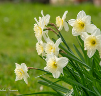 fileadmin/roha/images_galerie/Baum-natur-garten/Blumengarten-Blumen/BL-HAUSG-NARZ-0014-02-D-roha-Blumen-Hausgarten-Narzisse-Fruehling.png