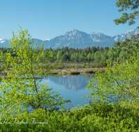 fileadmin/roha/images_galerie/orte_landschaft/Petting/Schoenramer-Moor/PE-SCHOENR-MOOR-0045-0-03-roha-Petting-Schoenramer-Moor-Moorsee-Watzmann-Lattengebirge-Hochstaufen-Zwiesel.png