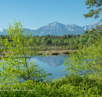 fileadmin/roha/images_galerie/orte_landschaft/Petting/Schoenramer-Moor/PE-SCHOENR-MOOR-0045-0-03-roha-Petting-Schoenramer-Moor-Moorsee-Watzmann-Lattengebirge-Hochstaufen-Zwiesel.png