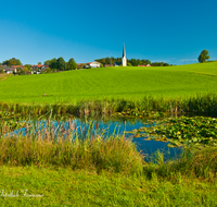 fileadmin/roha/images_galerie/orte_landschaft/Rimsting-Chiemsee/RIM-GREIMH-0001-D-roha-Rimsting-Greimharting-Weiher-Rohrkolben-Seerosen.png