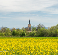 fileadmin/roha/images_galerie/orte_landschaft/Teisendorf/TEI-WEST-0002-D-roha-Teisendorf-Rapsfeld.png