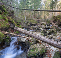 fileadmin/roha/images_galerie/Baum-natur-garten/Baeume/WAS-WILDB-STOISS-0102-D-roha-Wasser-Wildbach-Stoissermaisbach-Poschennockbach-Teisenberg.png