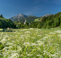 fileadmin/roha/images_galerie/Baum-natur-garten/Natur-Wildblumen-Landschaft/AN-HOE-0020-23-D-roha-Anger-Hoeglwoerth-Hochstaufen-Blumenwiese.png