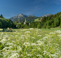 fileadmin/roha/images_galerie/Baum-natur-garten/Natur-Wildblumen-Landschaft/AN-HOE-0020-23-D-roha-Anger-Hoeglwoerth-Hochstaufen-Blumenwiese.png