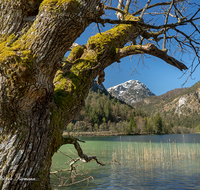 fileadmin/roha/images_galerie/orte_landschaft/Bad_Reichenhall/BAD-REI-THUM-0026-D-roha-Bad-Reichenhall-Thumsee.png