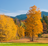 fileadmin/roha/images_galerie/orte_landschaft/Siegsdorf/BAUM-WALD-HERB-0005-D-roha-Baum-Wald-Herbst-Weitmoos-Siegsdorf-.png