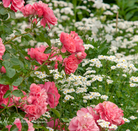 fileadmin/roha/images_galerie/Baum-natur-garten/Blumengarten-Blumen/BL-HAUSG-ROSE-0006-0-02-D-roha-Blumen-Hausgarten-Strauch-Kletter-Rose.png