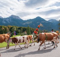 fileadmin/roha/images_galerie/brauchtum/Almabtrieb/Almabtrieb-Koenigssee/BR-ALMAB-BGD-2015-1227-03-D-roha-Brauchtum-Almabtrieb-Koenigssee-Salet-Schoenau-Fuikl-Kuh-Glocke-Sennerin.png