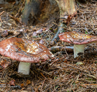 fileadmin/roha/images_galerie/Baum-natur-garten/Natur-Wildblumen-Landschaft/Natur-Pilze/NATUR-PILZ-0013-D-roha-Natur-Wald-Boden-Pilz-Schwammerl-Taeubling.png