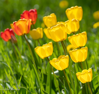 fileadmin/roha/images_galerie/Baum-natur-garten/Blumengarten-Blumen/BL-HAUSG-TULP-0101-01-D-roha-Hausgarten-Blumen-Tulpen-Tulipa-Fruehling.png