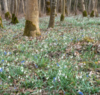 fileadmin/roha/images_galerie/Baum-natur-garten/Natur-Wildblumen-Landschaft/BL-WIESE-FRUEHL-AUW-0030-D-roha-Blumenwiese-Fruehling-Schneegloeckchen-Galanthus-Josefbluemchen-Blaustern-Scilla-bifolia-Auwald.png