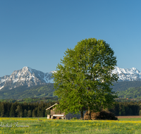 fileadmin/roha/images_galerie/Landwirtschaft/LANDS-TEIS-PUN-0042-D-roha-Landschaft-Teisendorf-Punschern-Hochstaufen-Zwiesel-Landwirtschaft.png