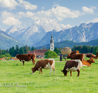 fileadmin/roha/images_galerie/orte_landschaft/Saaldorf/SAAL-0008-1-D-roha-Saaldorf-Kuh-Herde-Watzmann-Lattengebirge-Schlafende-Hexe.png