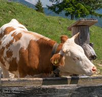 fileadmin/roha/images_galerie/Tiere/Kuh-Schaf-Pferd-Ziege/SCHLECH-OBER-BRU-ALM-KU-0001-1402-1-D-roha-Schleching-Oberauer-Brunst-Alm-Kuehe-Brunnen.png