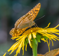 fileadmin/roha/images_galerie/Tiere/TIE-SCHMETT-KAIS-0006-D-roha-Tier-Schmetterling-Kaisermantel-Argynnis-paphia.png